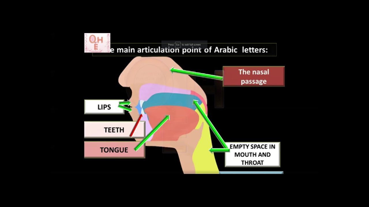 4- five major areas that have 17 articulation points in them makhraij